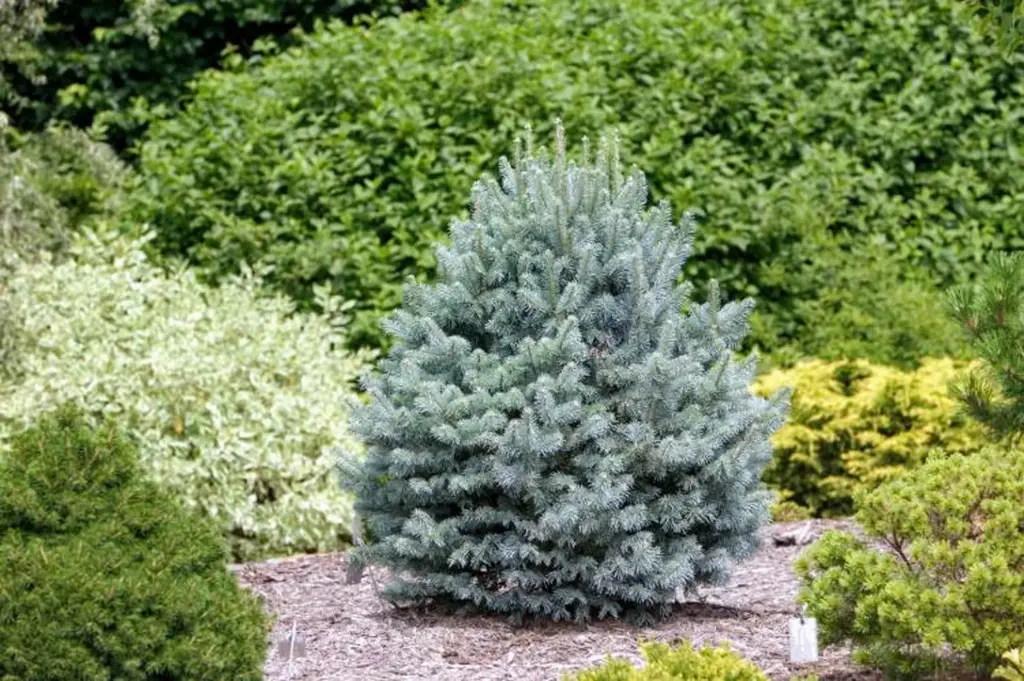 Mäginulg 'Compacta' P23 25-30 CM