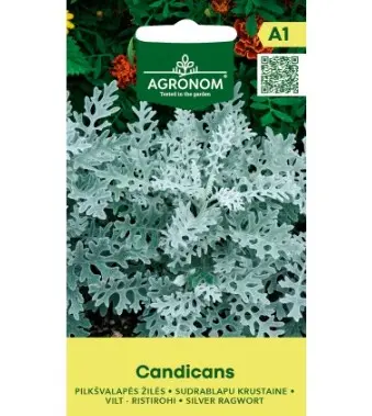 Vilt-ristirohi 'Candicans' 0,1g