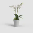 Orhideepott Artevasi Capri hall d12,5cm