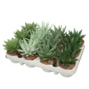 Aaloe mix P8,5/10cm