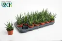 Aaloe 'Jaco' P8,5cm