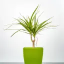 Ääris-draakonipuu mix 5,5Ø 30cm