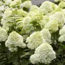 Aedhortensia 'Limelight' C10 60-80