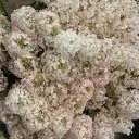Aedhortensia BOBO C10