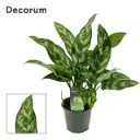 Aglaoneema 'Maria' P14/35cm