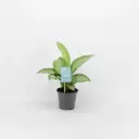 Aglaoneema 'Silver Bay' P11/30cm