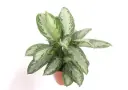 Aglaoneema 'Silver Bay' P19/50cm