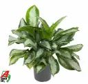Aglaoneema 'Silver Moon' P24/70cm