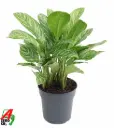 Aglaoneema 'Stripe' P17/55cm