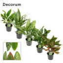 Aglaoneema mix P12/35cm