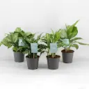 Aglaoneema mix P14/30cm