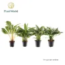 Aglaoneema valik P19/55cm
