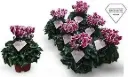 Alpikann 'Odora' mix P10,5cm