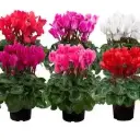 Alpikann Mammouth valik P13/25cm