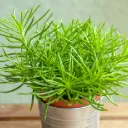 Amburi-ristirohi Himalaya 5,5Ø 10cm