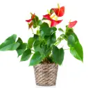 André flamingolill  valik 14Ø 55cm