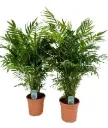 Bambus-mägipalm  24Ø 140cm
