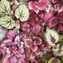 Begoonia Magic colors  12/25