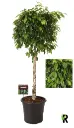 Benj.viigipuu sammas tüvel 30Ø 130cm