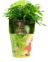Bensoe-viigipuu 'Green Kinky' P14/35cm