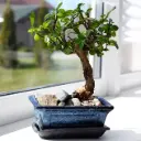 Bonsai seade 29Ø 30cm
