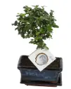 Bonsai valik 15Ø 30cm