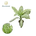 Diifenbahhia 'White Etna' P24/70cm