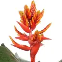 Ekmea Pepita Elegant Flames 15Ø 40cm