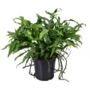 Erilehine mikrosoorum 17Ø 45cm