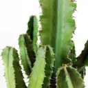 Etioopia piimalill 17/75