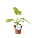 Filodendron 'Golden Violin' P12/30cm