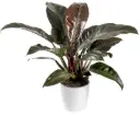 Filodendron 'Imperial Red' P24