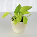 Filodendron Lime 12Ø 20cm