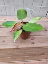 Filodendron 'Prince or Orange' P12/25cm