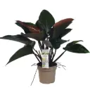 Filodendron 'Red Beauty' 30/110