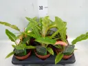 Filodendron 'Ring of Fire' P12/25cm