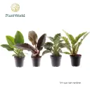 Filodendron valik P15/40cm