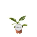 Filodendron 'White Princess' P6/15cm