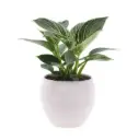 Filodendron White Wave 12Ø 25cm