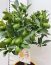 Hapu laimipuu (Key Lime) 19Ø 65cm