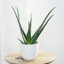 Harilik aaloe 15Ø 40cm