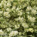 Harilik ebajasmiin 'Variegatus' C5