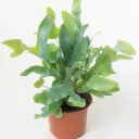 Harilik kuldimar Blue Star P12/35cm