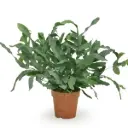 Harilik kuldimar Blue Star P14/40cm