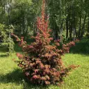 Harilik kuusk 'Rydal' seemik 60-100cm C3