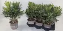 Harilik oleander valik P17/50cm