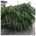 Harilik sarapuu 'Pendula'C12 Pa 120-140