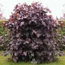 Harilik sarapuu PURPLE UMBRELLA C12 120-140