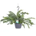 Harilik sarvsõnajalg 17Ø 40cm