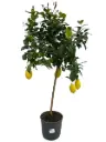 Harilik sidrunipuu P22/120cm